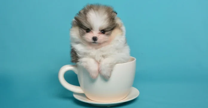 Teacup Dog